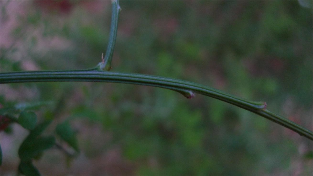 Cytisus scoparius